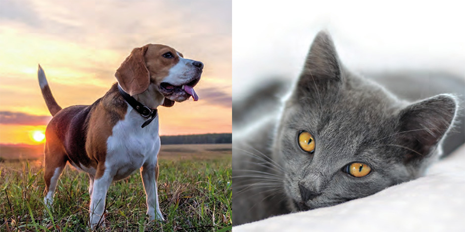 「美味しい」フードへのこだわり