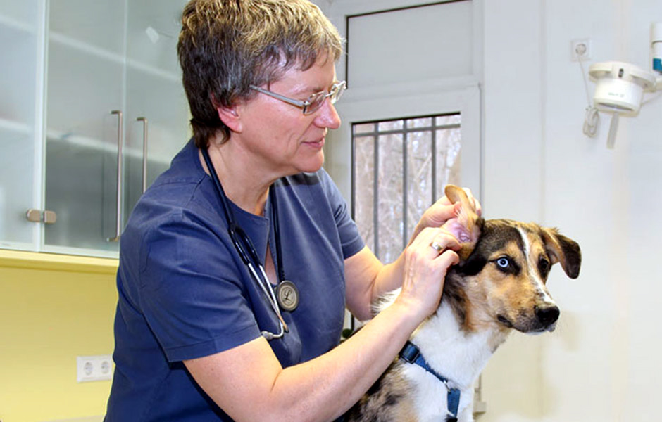 獣医師によって開発された特別な食事
