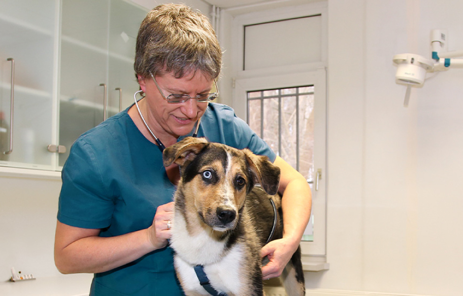 獣医師によって開発された特別な食事