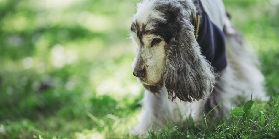 アニモンダの療法食