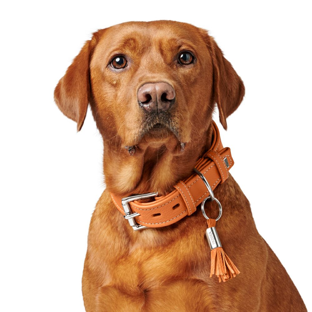ハンター 犬用 首輪 カンヌ 40/XS-S | ジャーマンペット オンライン