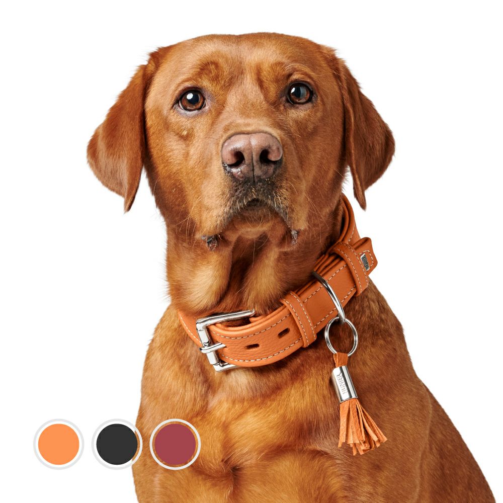 ハンター 犬用 首輪 マジックスター 60 | ジャーマンペット オンライン