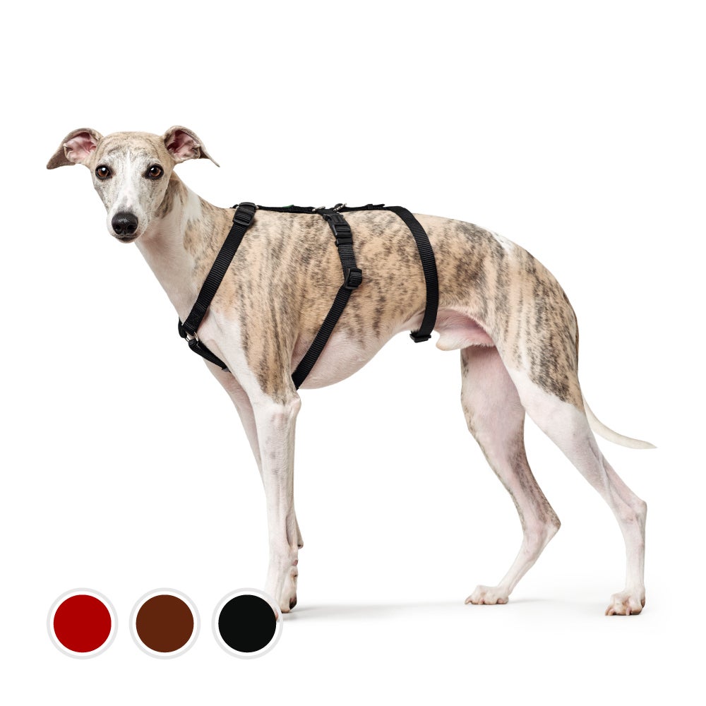 こんちゃん 850×300 脱走対策 Petselect by Nihonikuji 公式オンラインショップペットセレクト 公式