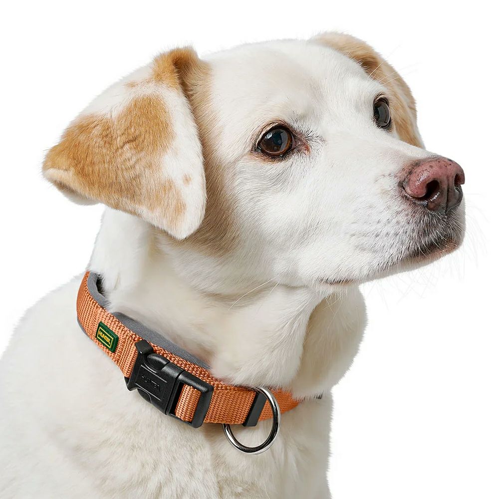 チャッピー土瓶原様　首輪 カラー 小型犬 M58072 コリエバクスターPM① 000000001818-19.jpg?size=xs&w=