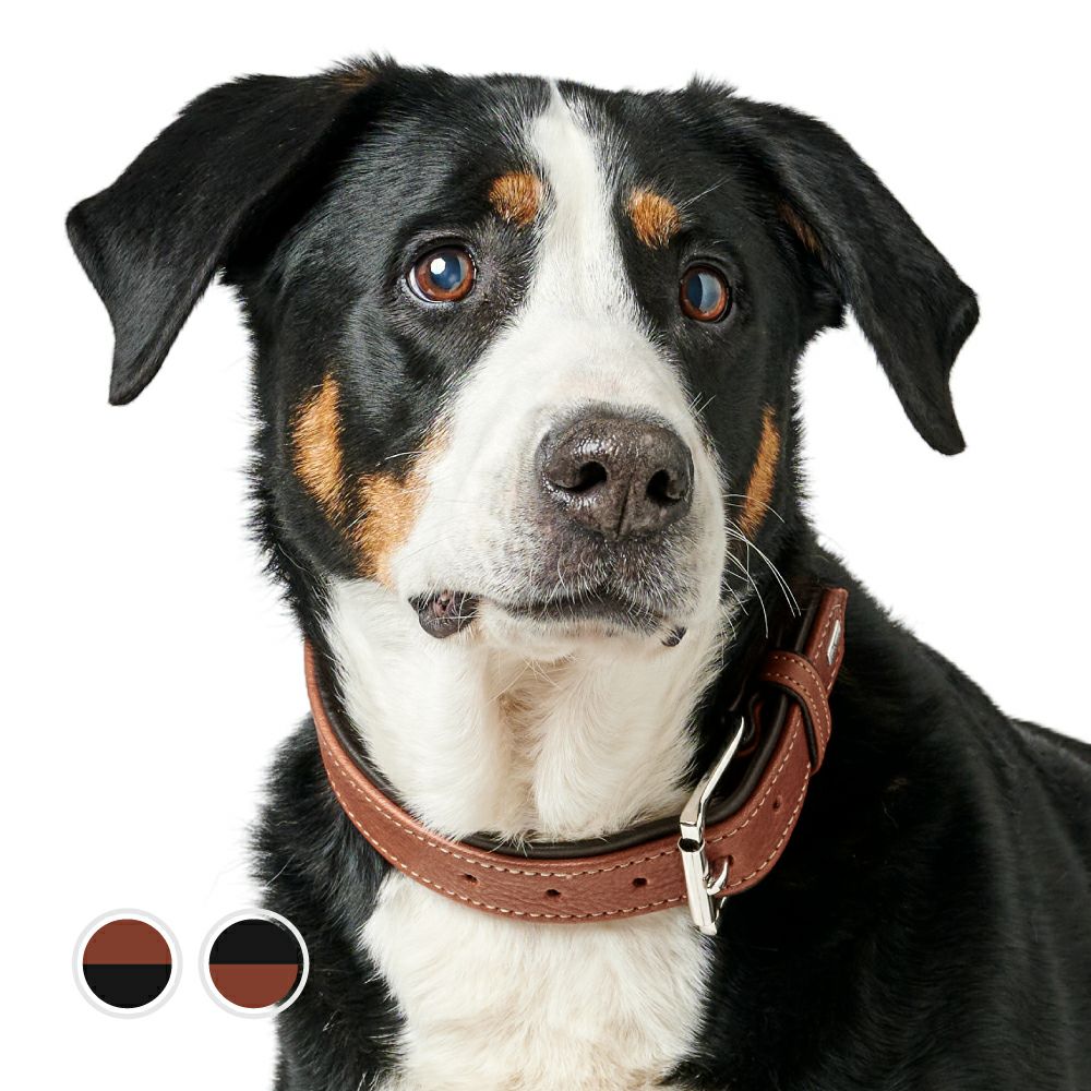 ハンター 犬用 首輪 カンヌ 40/XS-S | ジャーマンペット オンライン