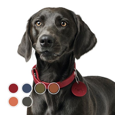 ハンター 犬用 首輪 カナディアン アップ ラウンド＆ソフト 37/XS-S 