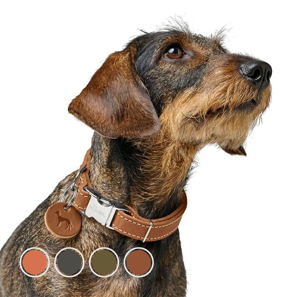 M beaute ♡犬用首輪 ハンター 犬用 首輪 トレーニングカラー ソリッド エデュケイション M