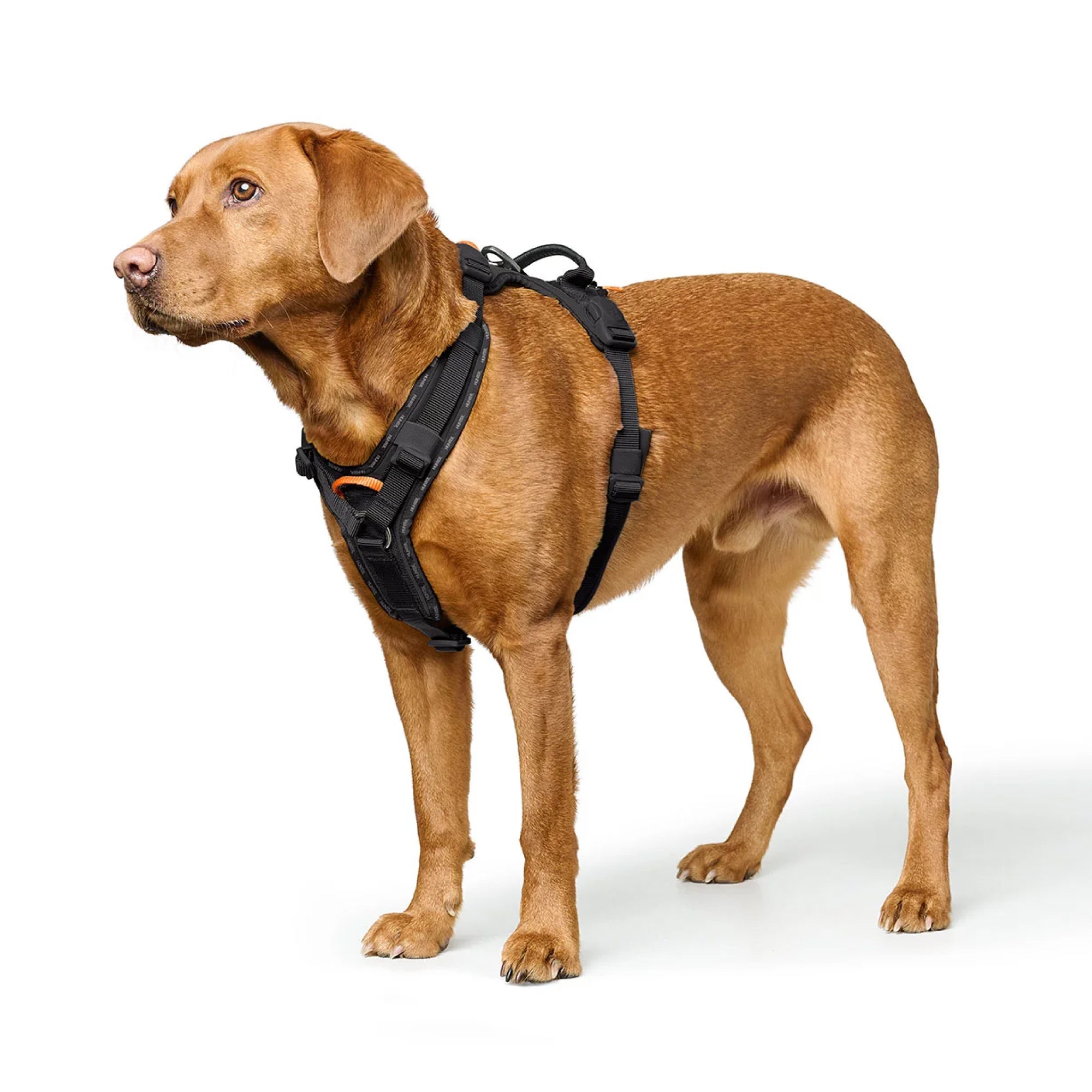 HUNTER 犬用ハーネス ブラウン Mサイズ ハンター 犬用 ハーネス レーシング M-L | ジャーマンペット